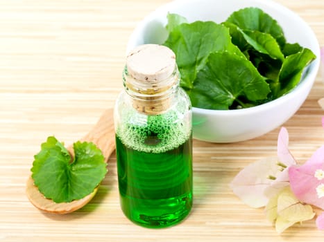 Natural Spa Ingredients . - Centella asiatica  Urban, Asiatic Pennywort  for skin care.