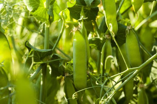   the sprouts of peas photographed by a close up. small depth of sharpness