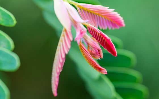 Tamarind spring. - Macro shot with selective focus