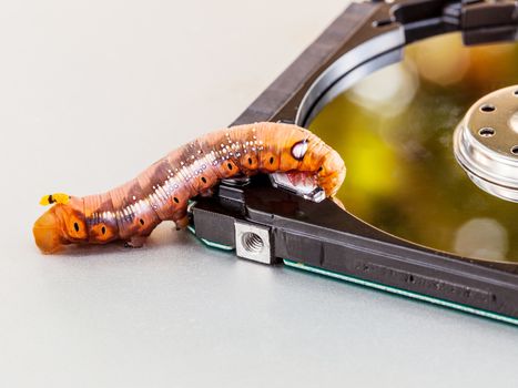 Malicious computer worm . - Concept for data security.
