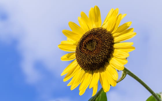 The blooming sunflowers on summer .