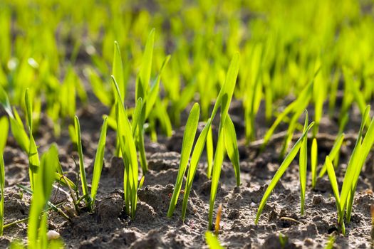   the sprouts of recently ascended wheat photographed by a close up. small depth of sharpness. focus on the foreground