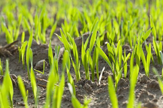   photographed by a close up wheat sprouts. focus in the photo center. small sharpness