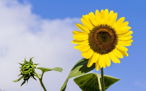 The blooming sunflowers on summer .