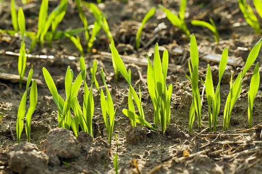   the sprouts of recently ascended wheat photographed by a close up. small depth of sharpness. focus on the foreground