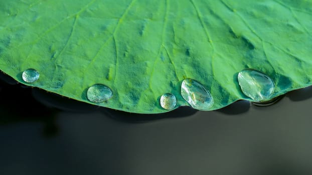 Green lotus leaf in the lake. - With water drop