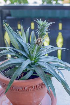Ornamental pineapple, a member of the Bromeliad family, fruiting outdoors on a patio in a terracotta flowerpot with a balustrade in the background