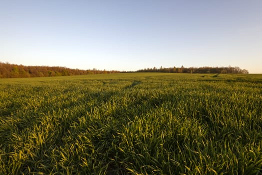   an agricultural field on which young cereals grow. time - a sunset