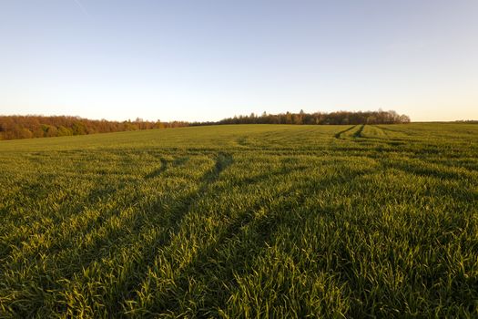  an agricultural field on which young cereals grow. time - a sunset