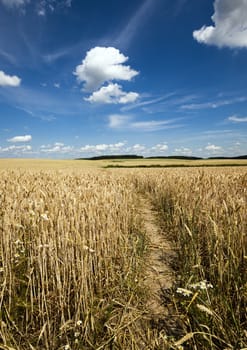 the small trodden footpath in an agricultural field