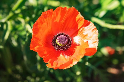 Single colorful red poppy in a corn field, meadow or garden viewed from above in sunlight against green foliage