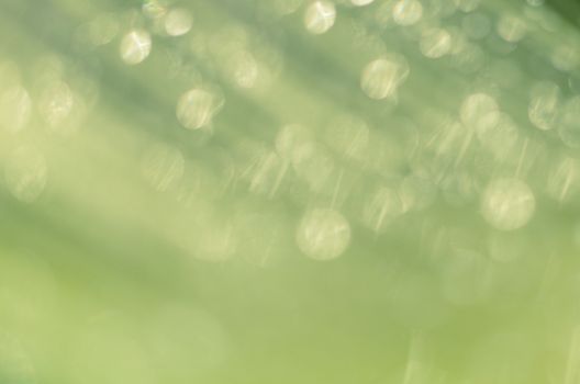 Beautiful bokeh  background - Water drops on the green banana leaf.