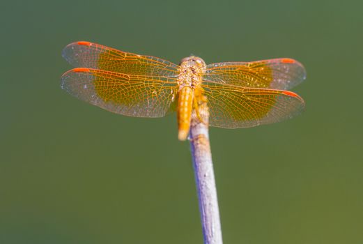 Resting red dragonfly  at the lake .