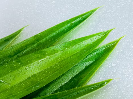 Thai herbal ingredient spas pandanus leaf. - sweet and earthy aroma .