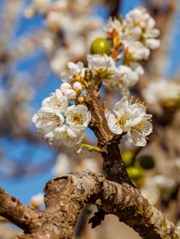 The plum blossom in Chiengmai - North of Thailand.