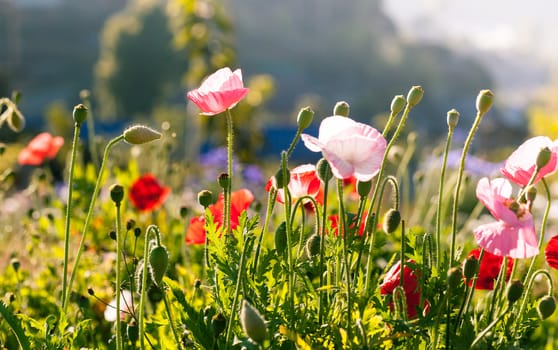 Red poppy flowers in Chiengmai - North of Thailand.