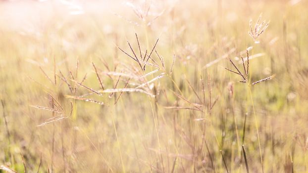 Flowering grass during on the morning.