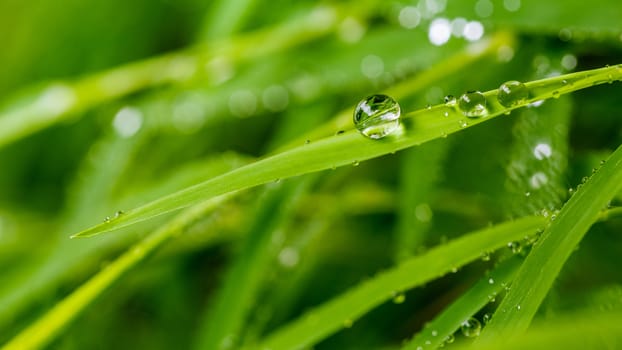 A beautiful green leaf background with water drop.