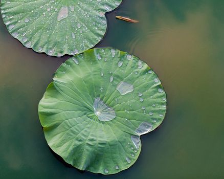 Green lotus leaf in the lake.