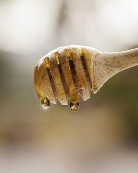 Golden honey dripping  with wooden dipper.