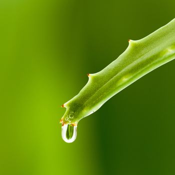 Fresh aloe leaf with water drop .
