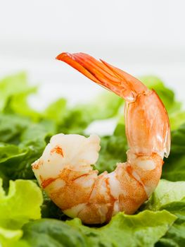 Mixed green salad with shrimps