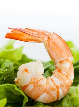 Mixed green salad with shrimps