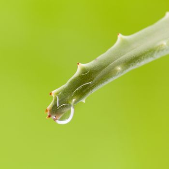 Fresh aloe leaf with water drop .