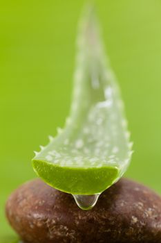 Fresh aloe leaf with water drop .