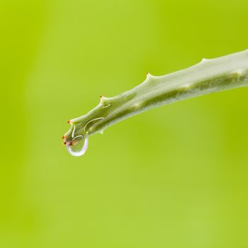 Fresh aloe leaf with water drop .