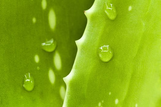 Fresh aloe leaf with water drop .