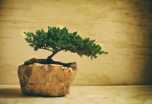 Photograph of a traditional japanese bonsai tree