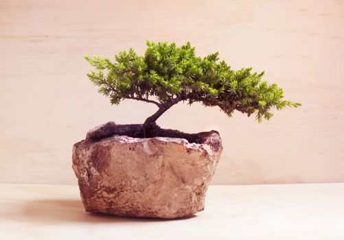 Photograph of a traditional japanese bonsai tree