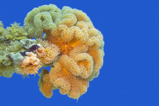 coral reaf with great yellow mushroom leather coral at the bottom of tropical sea on a background of blue water