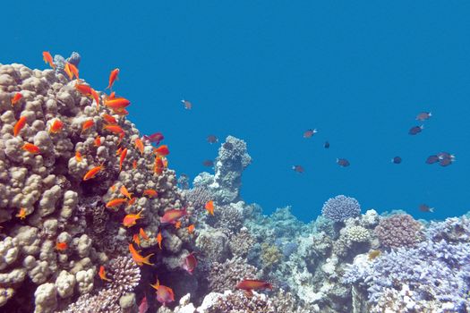 coral reef with exotic fishes Anthias at the bottom of tropical sea on a background of blue water