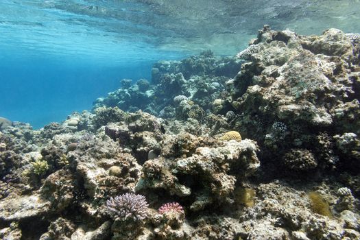 colorful coral reef under the surface of water in tropical sea,  underwater