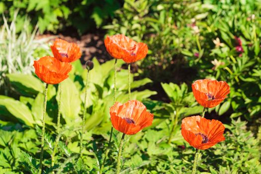 High angle close up of six red poppy flowers in sunlight surrounded by greenery