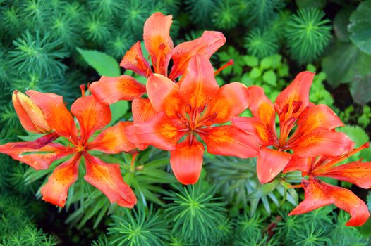 Flower to red lily amongst herbs in garden