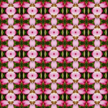 Adenium flowers or Impala Lily Adenium seamless use as pattern and wallpaper.