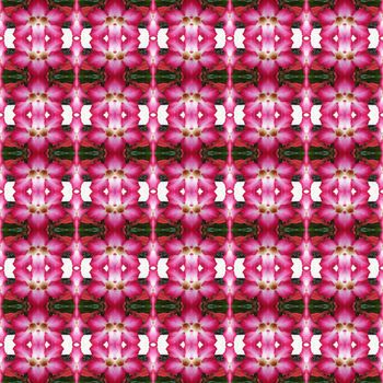 Pentagram flowers, flowers into bushes seamless use as pattern and wallpaper.