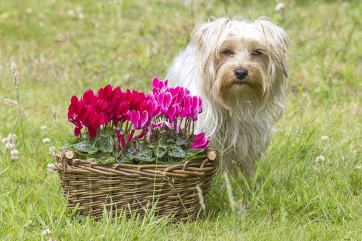 cyclamen persicum in a basket and yorkshire terrier