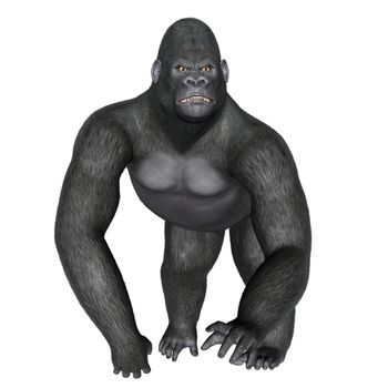 Angry gorilla walking isolated in white background - 3D render