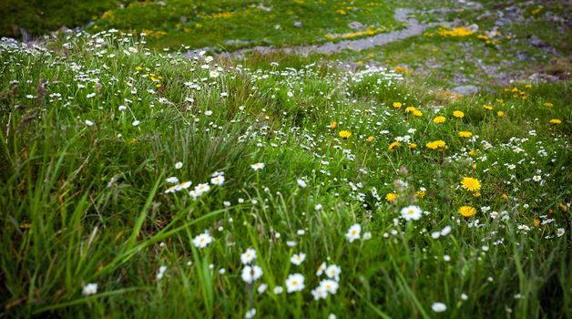 Wild flowers on Fagaras mountain, Romania