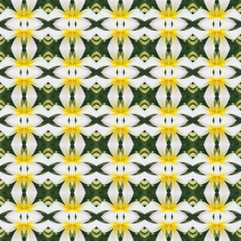 White Frangipani flowers, a bouquet of flowers seamless use as pattern and wallpaper.