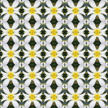 White Frangipani flowers, a bouquet of flowers seamless use as pattern and wallpaper.