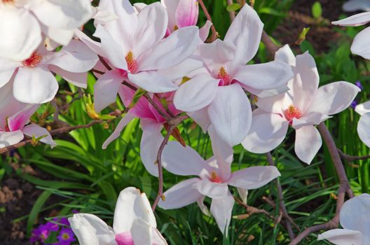 Magnolia flowers on a tree branch: pink and white flowers