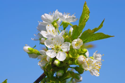 Cherry tree flower on the blue sky, close up image.