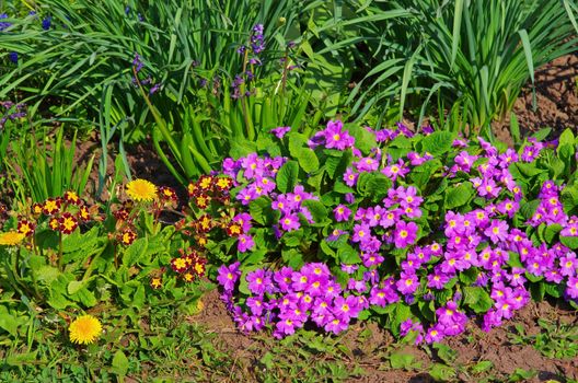Close image of the lilla flowers in the garden