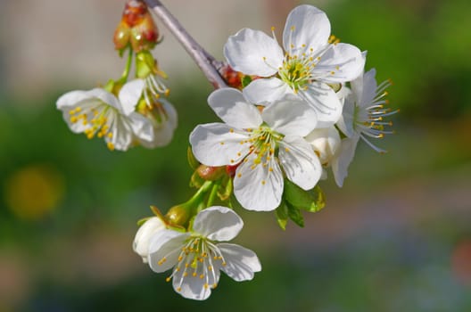 Close up image of cherry tree flower.