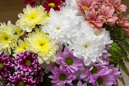 Colorful Chrysanthemum flowers as background
